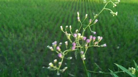 Slender wild plant with tiny purple flowers blooming in green agricultural .. Stock Footage 340454620