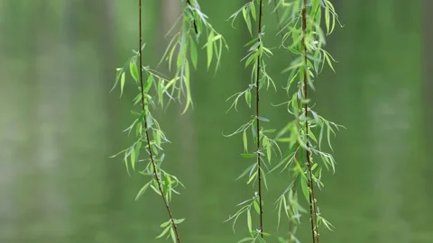 Slender Willow Branches Drifting Softly in the Breeze Along a Riverbank Video stock 341872237