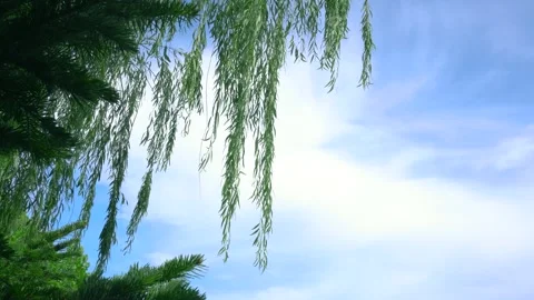 Slender Willow Branches Swaying Gracefully in the Spring Breeze Soft Daylight Video stock 341918066