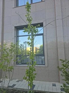 Slender young tree in front of modern building window Stock Photos