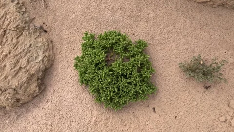 Slenderleaf iceplant, 動画素材 241529607