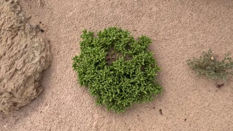 Slenderleaf iceplant, Stock Footage 241530377