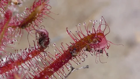 Slenderleaf Sundew with captured bugs, E North America Stock Footage 79452400