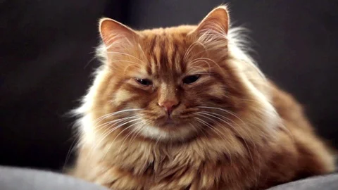 Sleppy cat hears a voice and wondering what was that 스톡 동영상 74383905