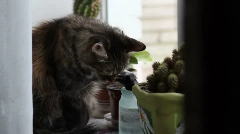 Сlever Cat Washes a Paw Stock Footage 34185585