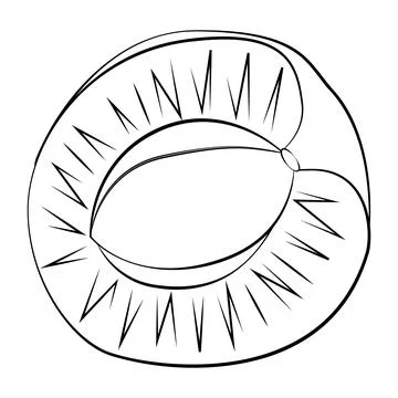 A slice of apricot with a thin line. Vector on a white background Stock Illustration