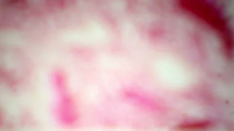 Slice blood vessels in the rat under the microscope microscope  Stock Footage 47111955
