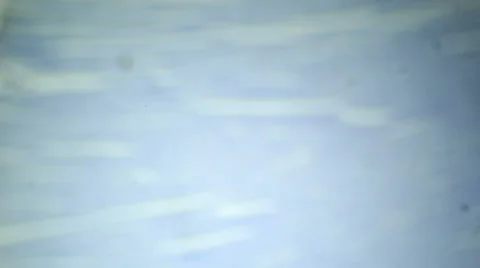 Slice of cardiac muscle under microscope (Cardiac Muscle Sec.), Full HD Vídeos de archivo 47086925