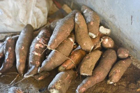 Slice cassava that has just been dried traditionally to be processed into t.. Stock Photos