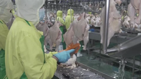 Slice chicken02 Stock Footage 203865826