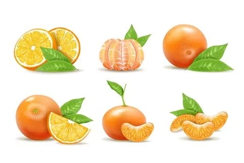 Slice citrus. Orange, mandarin fruit half cut and whole. Juice fresh, green leaf Stock Illustration