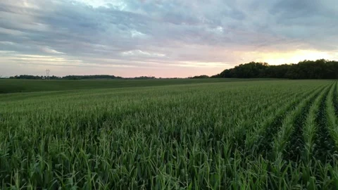 Slice of Corn belt summer Stock Footage 309149323
