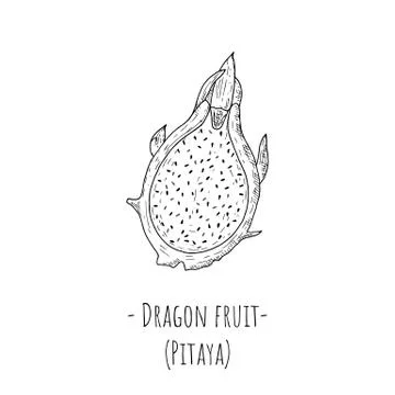 Slice of dragon fruit. Isolated object on a white background. Stock Illustration