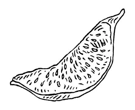 Slice dry fig. Vector black vintage engraving illustration. イラスト素材