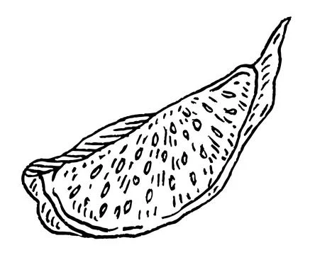 Slice dry fig. Vector black vintage engraving illustration. イラスト素材