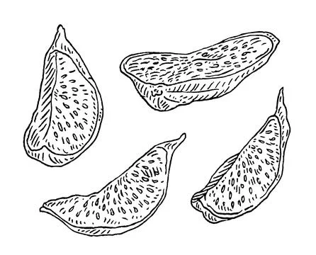 Slice dry fig. Vector black vintage engraving illustration. イラスト素材