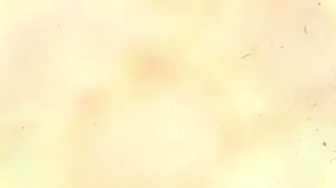 Slice fern leaf under a microscope, (Fern Leaf Sec.), Full HD Vídeos de archivo 46994360