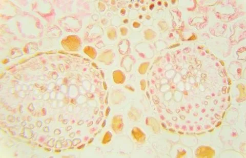 Slice fern leaf under a microscope, (Fern Leaf Sec.), Stock Photos