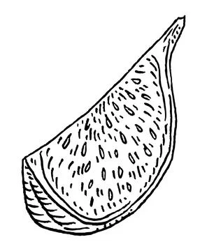 Slice fresh fig. Vector black vintage engraving illustration. イラスト素材