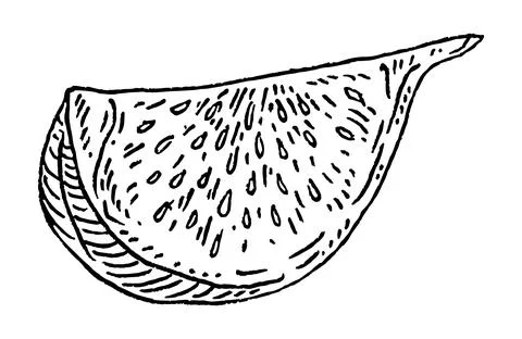 Slice fresh fig. Vector black vintage engraving illustration. イラスト素材