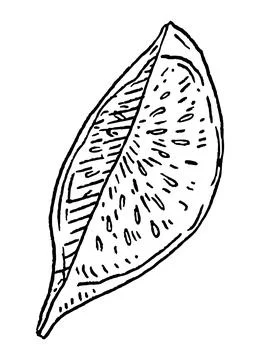 Slice fresh fig. Vector black vintage engraving illustration. イラスト素材