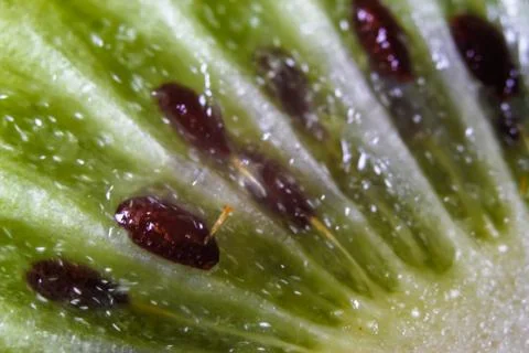 Slice of fresh kiwi fruit Stock Photos