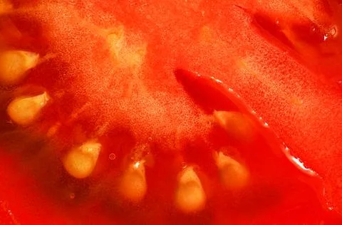 Slice of fresh tomato, pulp structure visible under 1.5x magnification micr.. Stock Photos