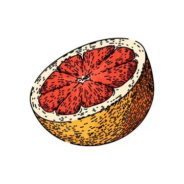 Slice grapefruit red sketch hand drawn vector Stock Illustration