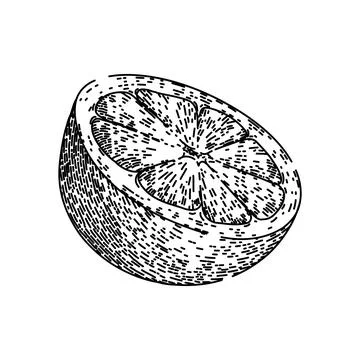 Slice grapefruit red sketch hand drawn vector Stock Illustration