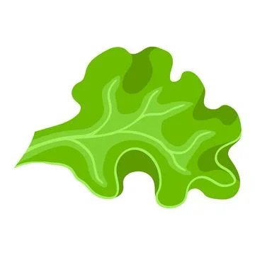 Slice of green lettuce leaf. Fresh vegetables for salad. Stock Illustration