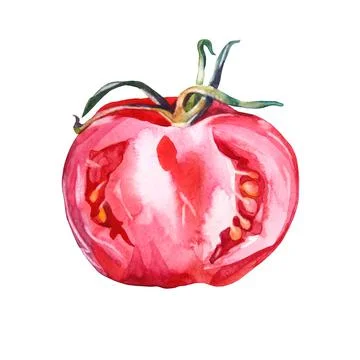 Slice half tomato isolated on white background. Watercolor red hand drawn Stock Illustration