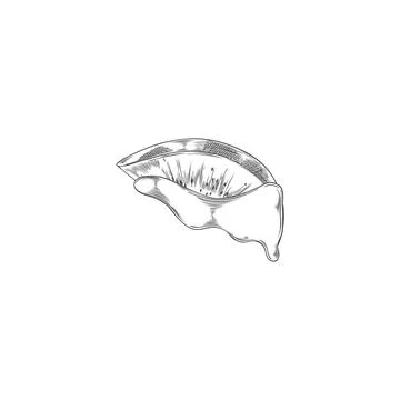 Slice of kiwi in melted chocolate hand drawn vector engraved illustration, fruit Stock Illustration