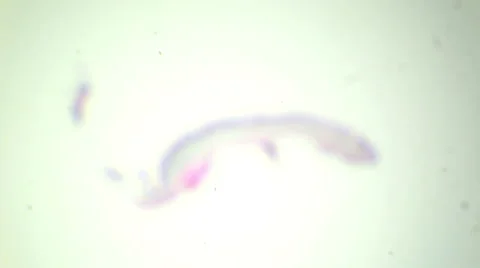 Slice of lichens under the microscope (Lichens Sec.), Full HD Vídeos de archivo 47026382