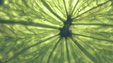Slice of lime Stock Footage 81524678