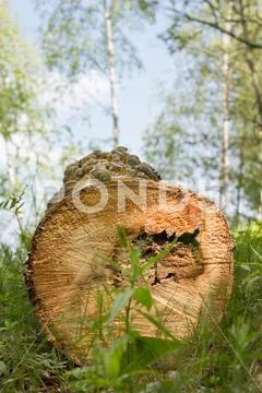 Slice the logs on the grass in the forest Stock Photos