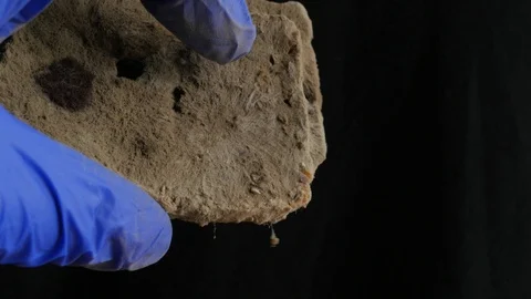 Slice of moldy bread on a black background Stock Footage 115834788