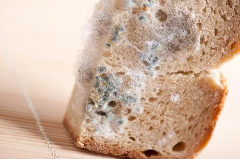 Slice of moldy bread zoom Foto stock