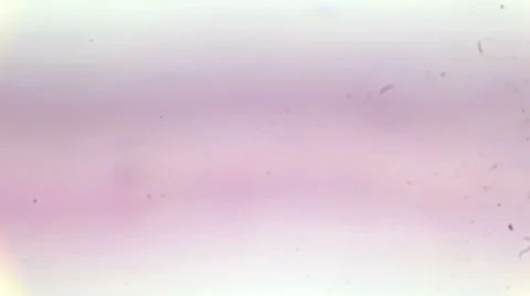 Slice of moss under the microscope (Lichenrons Ox Sec.), Full HD Stock Footage 47057804