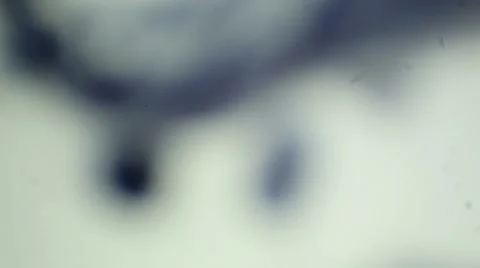 Slice the old fetus Capsella under the microscope (Capsella Old Embryo Sec.) Stock Footage 47087662