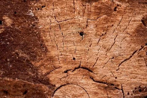 Slice of old rotten tree. Close-up.Very high quality photo. Stock Photos