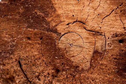 Slice of old rotten tree. Close-up.Very high quality photo. Stock Photos