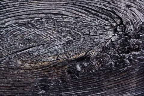 Slice of an old tree from it built a house 19 century Georgia Stock Photos