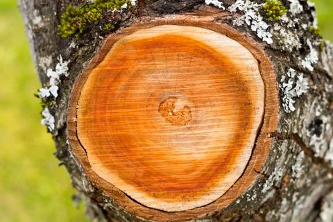 A slice of an old tree. Tree rings Stock Photos