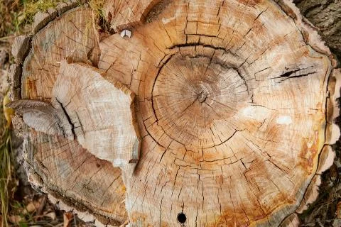 Slice of old tree in the woods Stock Photos