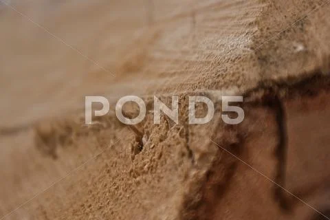 A slice of old wood Stock Photos