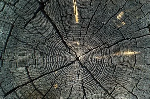 A slice of old wood Stock Photos