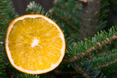 A slice of orange on a fir tree Stock Photos