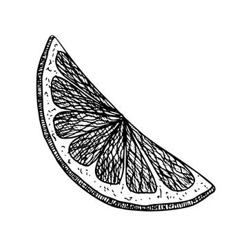 Slice of Orange Fruit. Hand drawn vector illustration of juicy citrus food in Stock Illustration