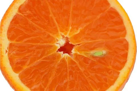 Slice of orange Illustrazione stock