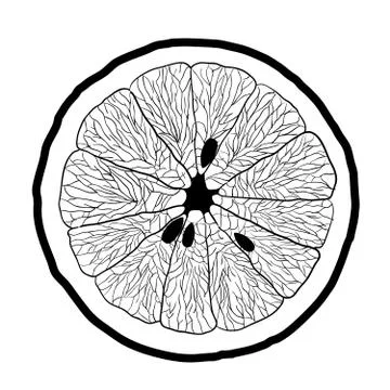 Slice of orange, white background Stock Illustration